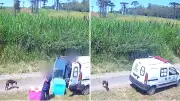 Vídeo de cães soltos por clínica leva polícia a descobrir irregularidades