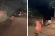 Vídeo flagra lobos-guará brigando por território em estrada no interior de SP