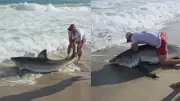 Vídeo mostra pescador fisgando tubarão-branco gigante em praia nos EUA