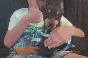 Vídeo mostra pitbull matando pinscher na frente de criança em SP