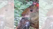 Vídeo raro mostra cutia comendo rolinha-roxa em Cuiabá