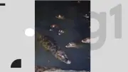 Vídeo viral mostra dezenas de jacarés no açude de Apipucos, no Recife