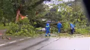Ventos de até 84 km/h derrubam árvores em São José dos Campos