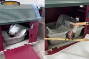 Veterinário resgata beija-flor e usa brinquedo de infância como casinha em SP