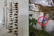 Vigilância Sanitária encontra 140 escorpiões em batalhão da PM em Londrina
