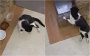Vizinho atira em gato e deixa animal paraplégico em Lambari (MG)