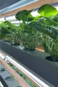 Wasabi fresco raro fora do Japão desponta no interior de SP