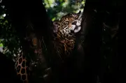 Zoológico de Volta Redonda abre visitas noturnas em julho