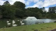 Zoológico no RS fecha após morte de 40 animais; gripe aviária é descartada
