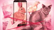 Zoossadismo: tortura de animais vira negócio em redes e expõe lacuna legal