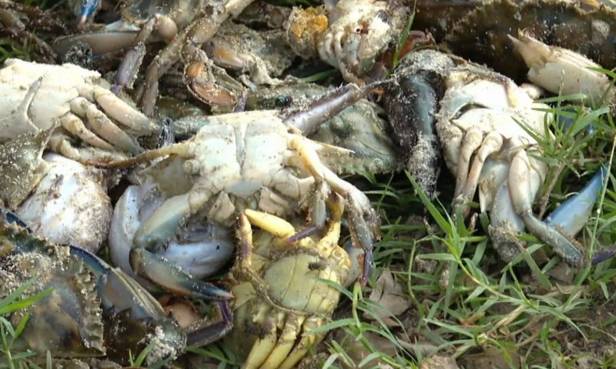 Nova mortandade de peixes e mariscos em praia de Salvador gera denúncias