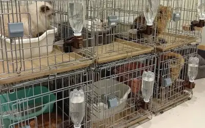 25 gatos escapam de shopping no Japão após terremoto