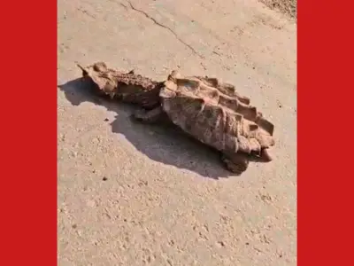 Agricultora viraliza ao resgatar cágado exótico 'mata-mata' em rodovia no Acre
