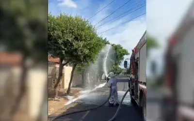 Ataque de abelhas fere pedestres e cachorro em São José do Rio Preto