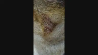 Ataque de pit bull causa briga generalizada em BH; seis foram à delegacia