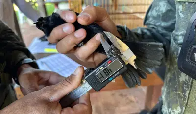 Ave escondida em armário: PM Ambiental apreende pássaros ilegais em SP