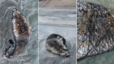 Baleia-jubarte morta em rede de pesca no Chile; fotos viralizam