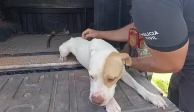 Barbeiro é preso por maus-tratos a cães em Paragominas, PA