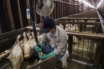 Brasil proíbe foie gras: Lula sanciona lei de bem-estar animal