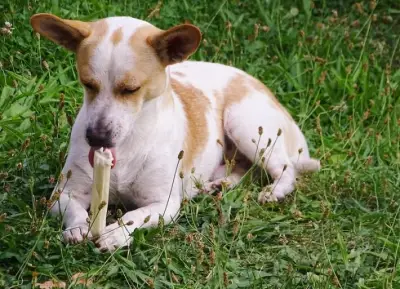 Brinquedos e brincadeiras melhoram memória e reduzem estresse em pets, diz estudo