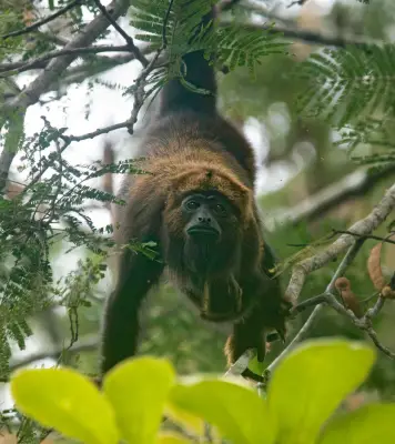 Bugios voltam a aparecer no Parque do Desengano após febre amarela