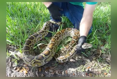 Caça a pítons na Flórida: prêmio de R$ 50 mil para quem capturar mais cobras