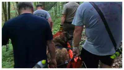 Cachorra de 46 kg é resgatada por bombeiros após desmaiar em trilha nos EUA