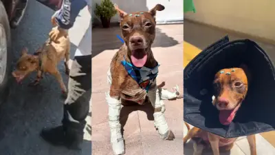 Cachorro arrastado por carro em Teresina recebe alta e ganha lar temporário