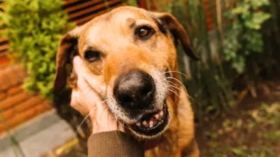 Cachorro caramelo: como o vira-lata virou símbolo do Brasil