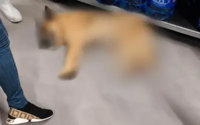 Cachorro morre baleado por sargento do Exército em SP