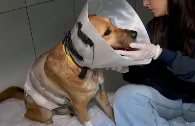Cachorro que defendeu tutora de assalto está estável após cirurgia