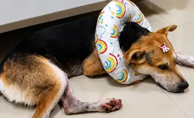 Cachorro que invadiu festival vira 'Garamelo' e é adotado