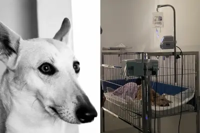 Cadela morre após 25 dias internada por ataque de American Bully em Guarujá