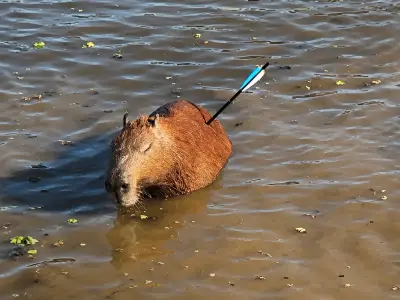 Capivara com flecha é resgatada na Represa Guarapiranga em SP