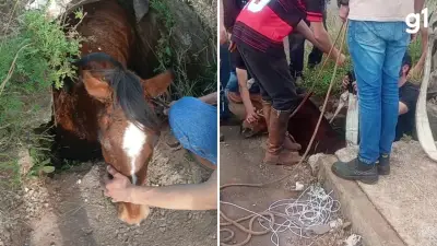 Cavalo Paçoca cai em bueiro no RS e é resgatado com ferimentos leves