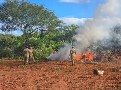 Ceará: 5 toneladas de maconha apreendidas; delegados exonerados