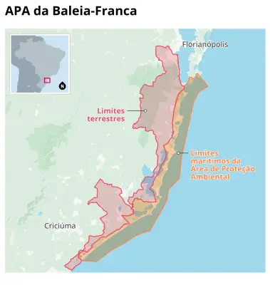 Câmara aprova urgência para projeto que reduz proteção da baleia-franca