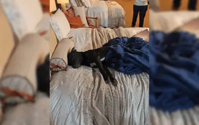Cão de rua escolhe cama em feira, vira atração e é adotado por expositor