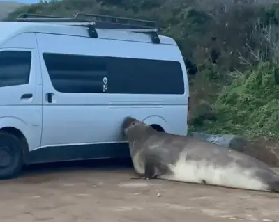 Elefante-marinho Neil volta à Tasmânia e agita ruas com uma tonelada