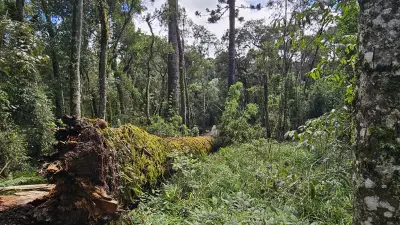 Embrapa enfrenta crise financeira e falta de especialistas em IA