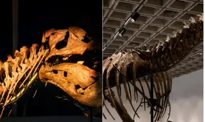 Esqueleto de T. rex de 67 milhões de anos é vendido por US$ 50,1 milhões em NY