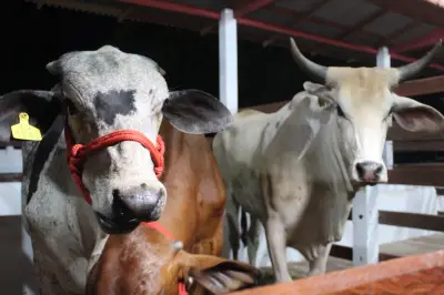 Expofeira 2026 abre 600 vagas para exposição de animais no Amapá