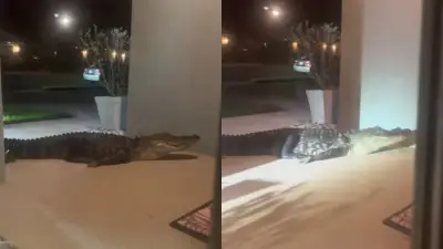 Família acorda com jacaré de 2,5 m batendo à porta na Flórida