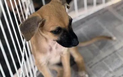 Feira de adoção Amigo Pet acontece neste sábado no Shopping Jardins em Aracaju