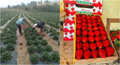 Festa do Morango de Jarinu tem 2º fim de semana com entrada gratuita
