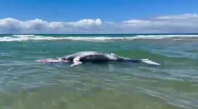 Filhote de baleia-jubarte encalha morto em praia de Maraú, na Bahia