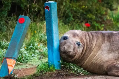Foca-elefante de 1 tonelada vira celebridade na Austrália e preocupa autoridades