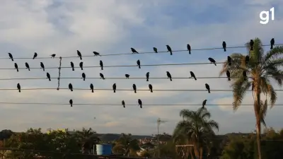 Foto de pássaros em fios vira sinfonia e ganha Leão de Ouro em Cannes