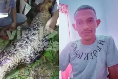 Homem é comido vivo por píton gigante ao voltar de festa na Indonésia