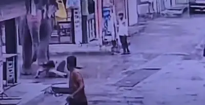 Homem morre ao tentar alimentar elefante com doce na Índia; tratador preso